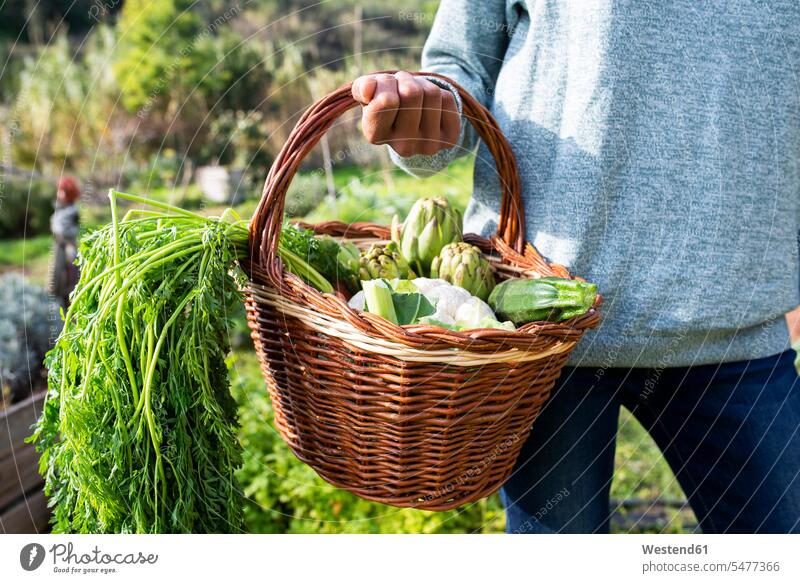 Woman standing in the field, carrying a vegetable crate basket baskets organic Vegetable Vegetables mid adult women mid adult woman mid-adult women
