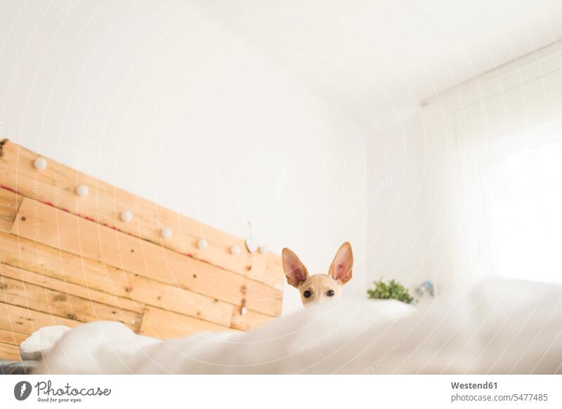 Low angle portrait of dog on bed against white wall at home color image colour image indoors indoor shot indoor shots interior interior view Interiors