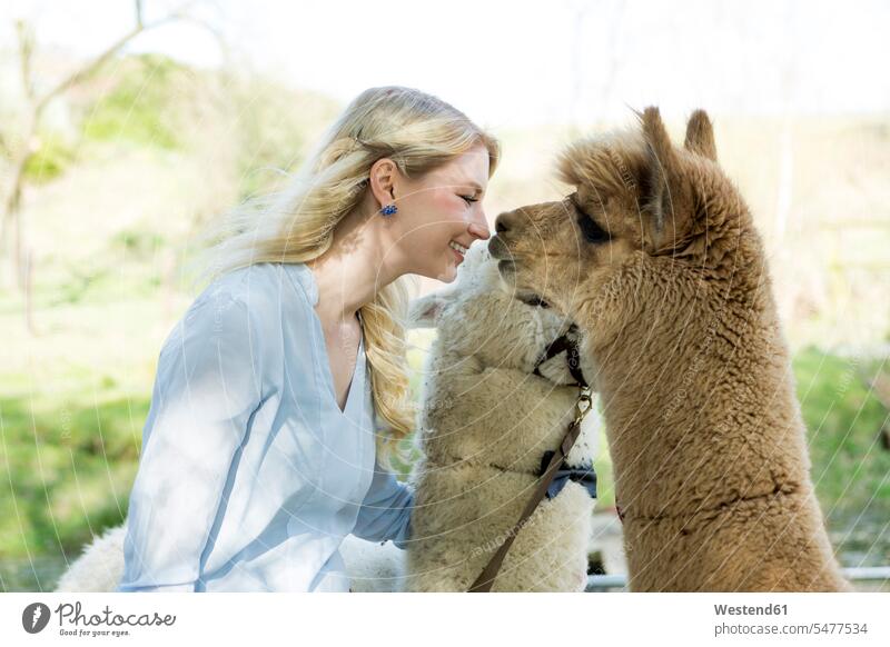 Happy woman cuddling her alpacas snuggle cuddle snuggling copy space familiarity confidence confident bridle bridles leash leashes animal themes nature