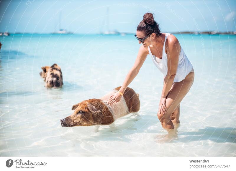 Woman petting pig, swimming in sea on Pig Beach, Exuma, Bahamas, Caribbean animals creature creatures mammalia mammalian mammalians mammals hog hogs suidae