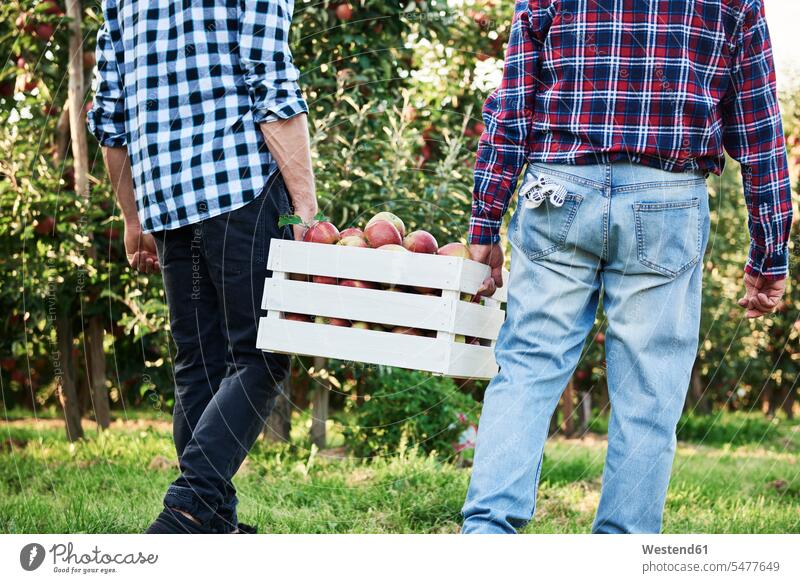Fruit growers carrying full apple crate, rear view Occupation Work job jobs profession professional occupation shirts harvesting harvests supporting