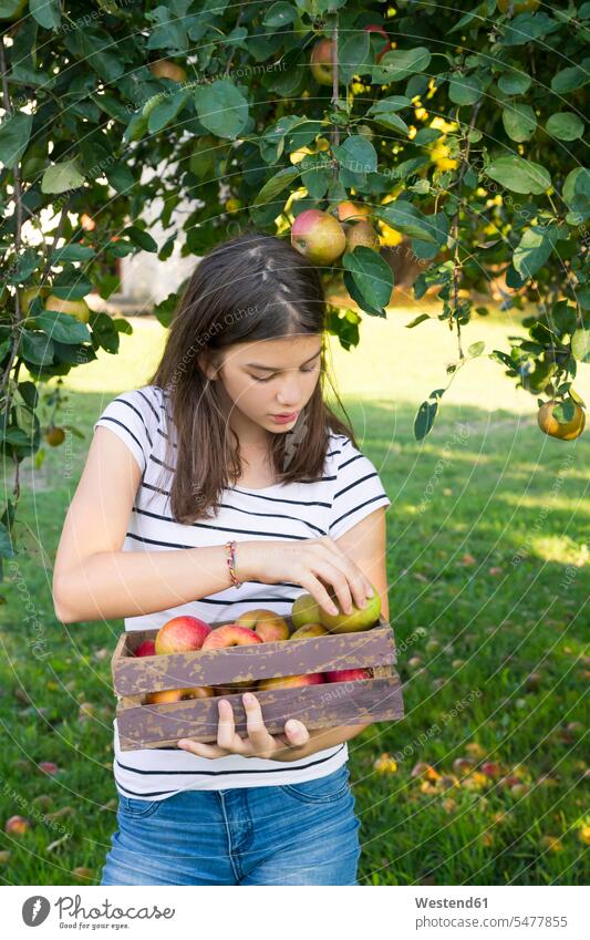 Girl with harvested apples in wooden box girl females girls Apple Apples wooden boxes child children kid kids people persons human being humans human beings
