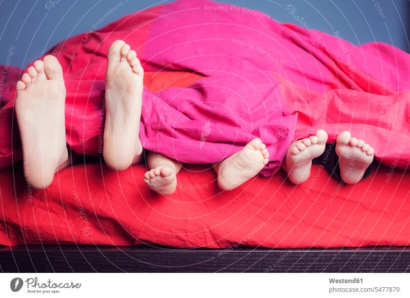 Feet of three siblings lying side by side in bed Bed - Furniture beds relax relaxing asleep in the morning Secure colour colours magenta laying down lie