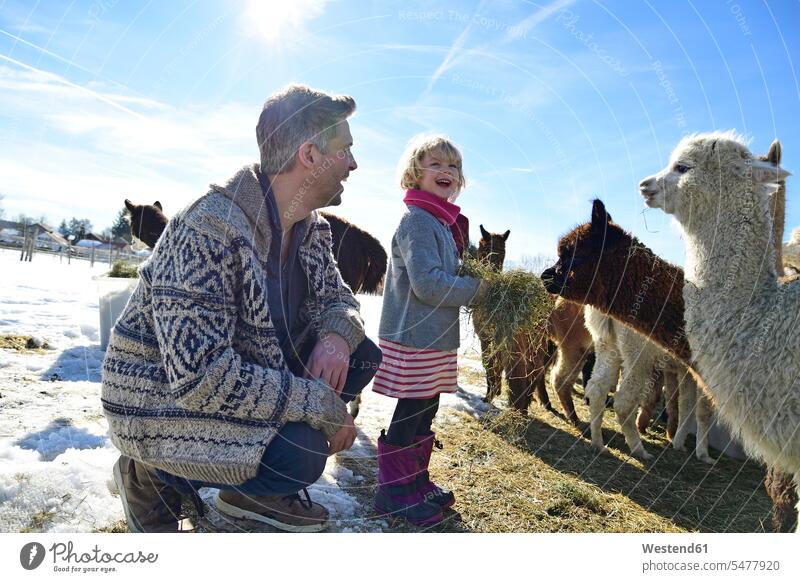 Happy father and daughter feeding alpacas with hay on a field in winter daughters fathers daddy dads papa Hay hibernal lama pacos Field Fields farmland