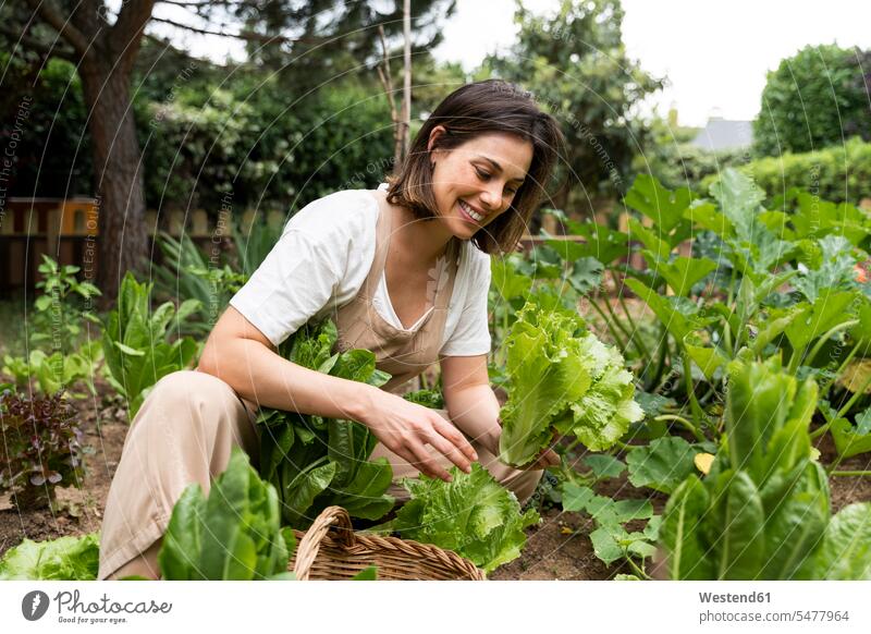 Smiling young woman picking lettuce in vegetable garden during curfew color image colour image Spain dungarees Bib Overalls Bibs Overall Bibs Overalls outdoors