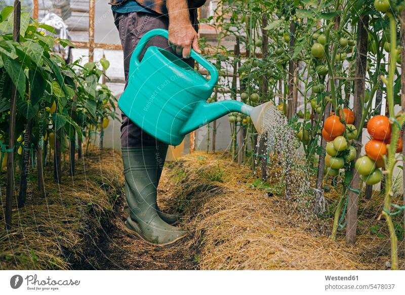 Farmer watering tomato plants human human being human beings humans person persons caucasian appearance caucasian ethnicity european 1 one person only