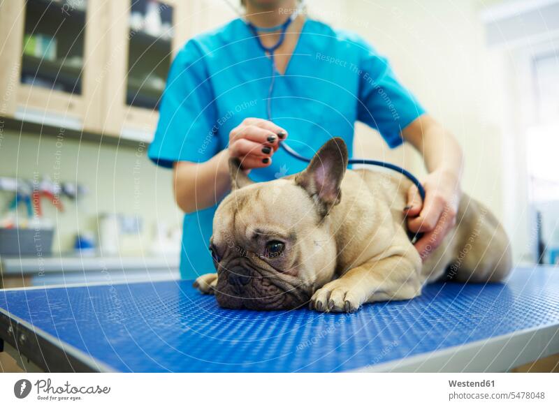 Female veterinarian examining dog with stethoscope in veterinary surgery dogs Canine checking examine veterinary practice veterinary office veterinary practices