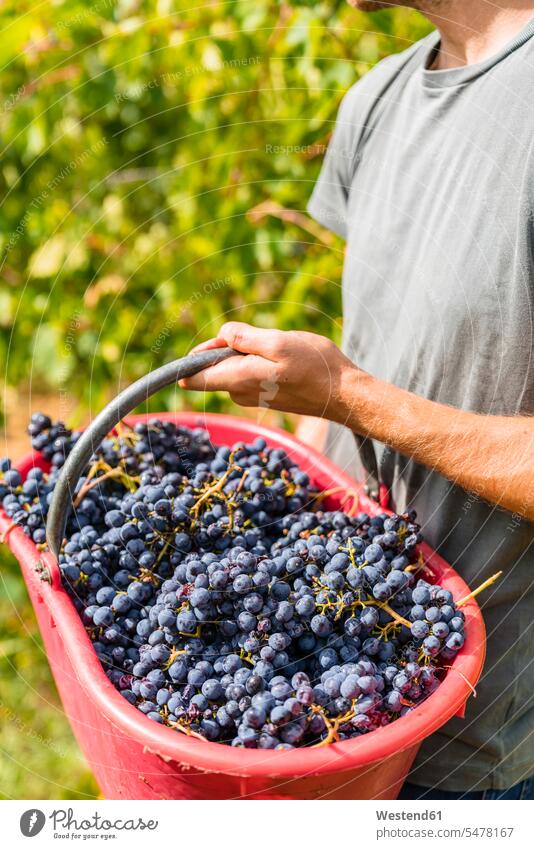 Close-up of man harvesting grapes in vineyard holding bucket (value=0) human human being human beings humans person persons caucasian appearance