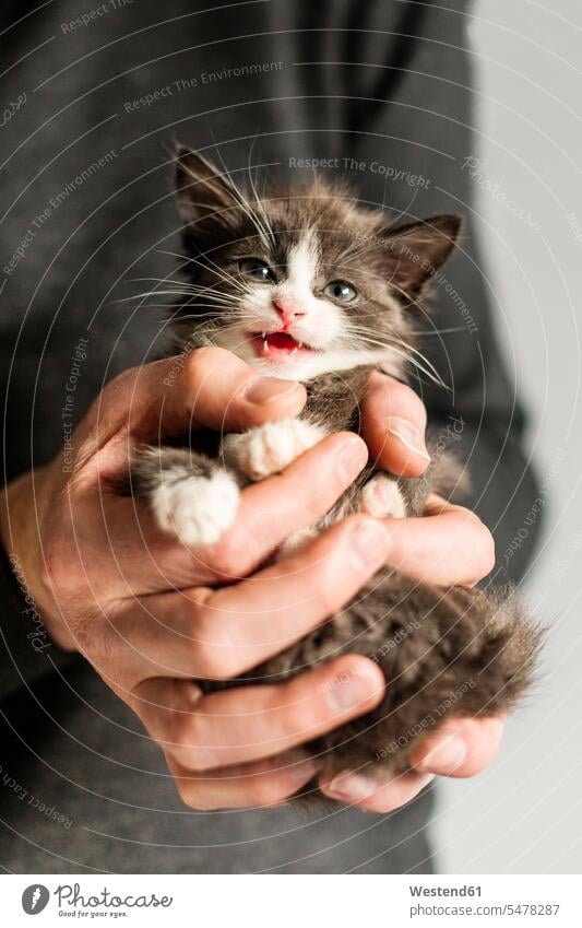 Man's hand holding miaowing kitten human hand hands human hands cat cats meow mew Meowing kittens men males people persons human being humans human beings pets