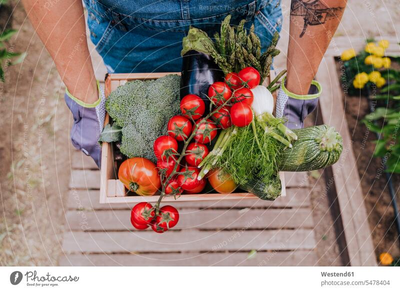 Close-up of woman holding various vegetables in wooden crate at community garden color image colour image Spain casual clothing casual wear leisure wear