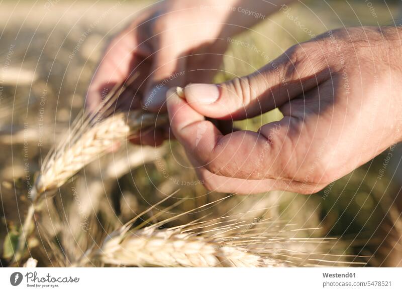 Man's hand holding wheat ear and grain Ear Of Wheat wheat ears spikes wheat grain wheat grains Triticum sativum human hand hands human hands Cereal Cereals
