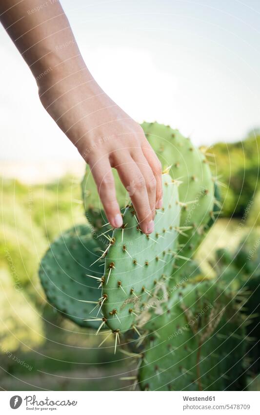Girls hand touching a cactus, Tuscany, Italy human human being human beings humans person persons hands finger fingers Human Fingers summer time summertime