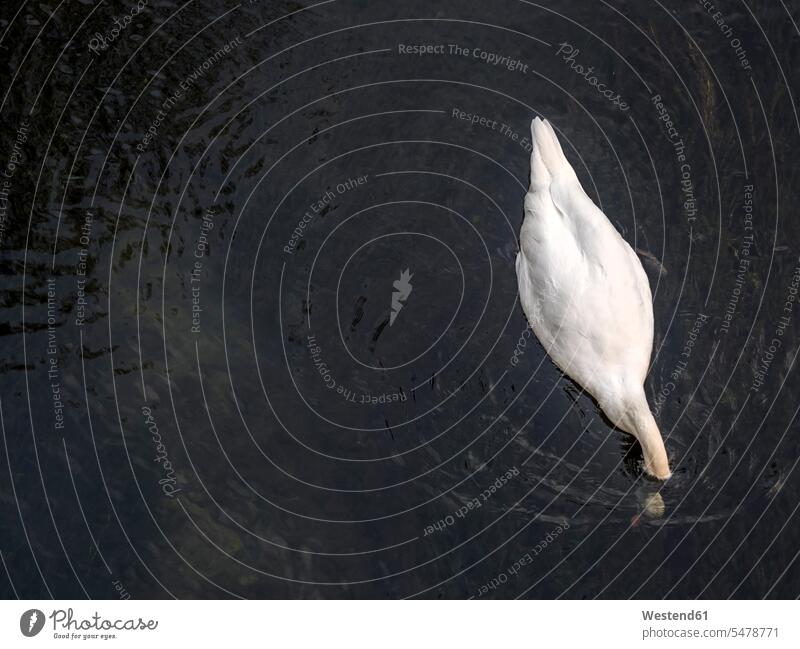 Swimming mute swan with head under water, top view overhead view from above Overhead Overhead Shot View From Above cygnus swans water surface water surface area