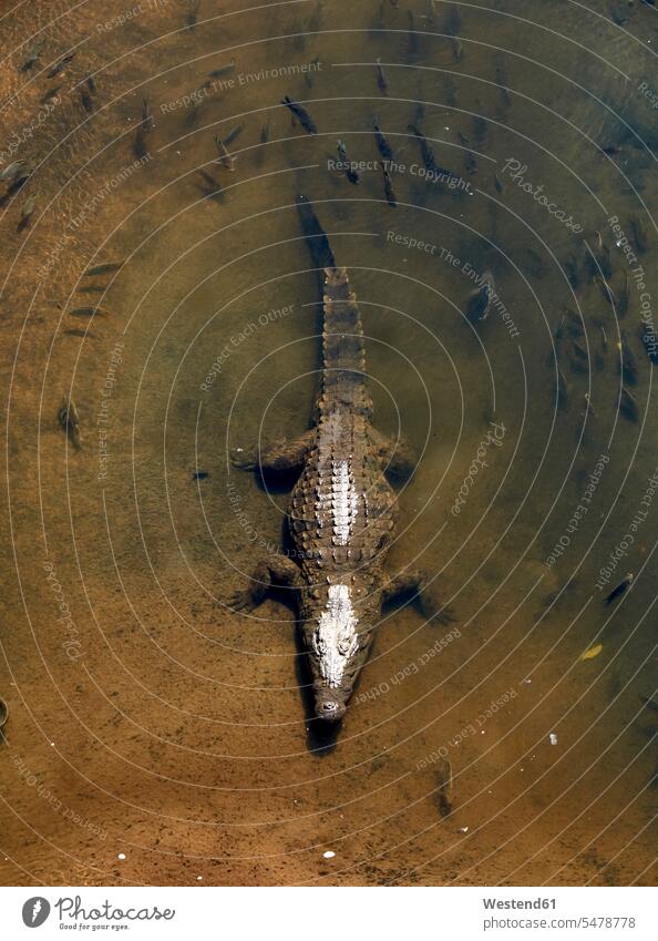 Crocodile seen from above, Kruger National Park, Mpumalanga, South Africa fish Fishes copy space elevated view High Angle View High Angle Shot water's edge