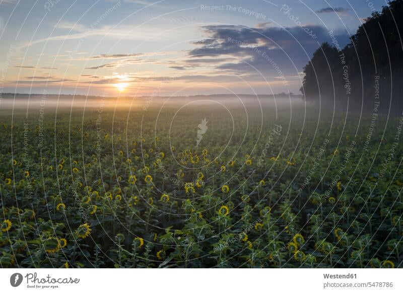 Germany, Brandenburg, Drone view of vast sunflower field at foggy sunrise outdoors location shots outdoor shot outdoor shots aerial view bird's eye view