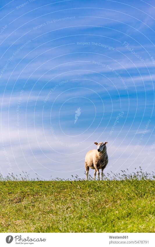 Sky over lone sheep standing in green summer meadow outdoors location shots outdoor shot outdoor shots day daylight shot daylight shots day shots daytime