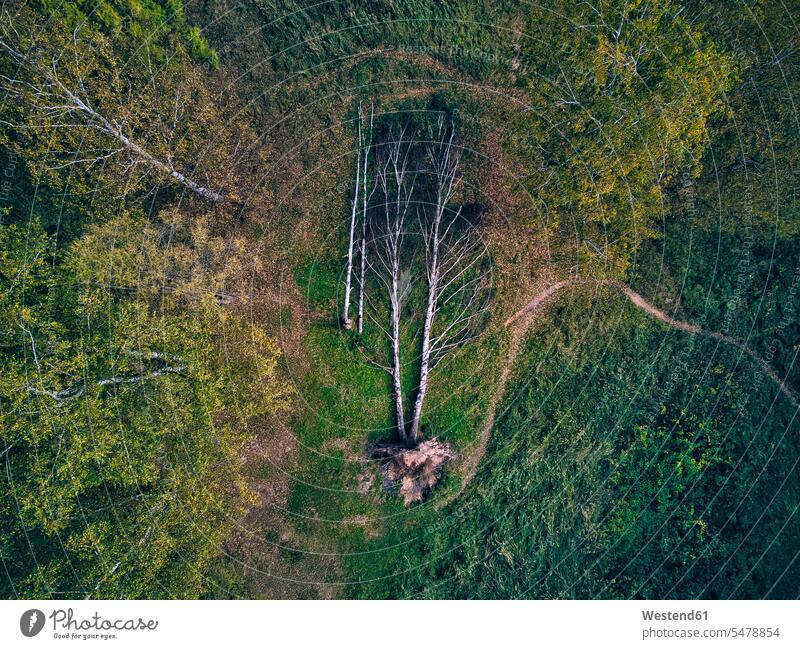 Aerial view of fallen damaged trees in green forest color image colour image outdoors location shots outdoor shot outdoor shots day daylight shot daylight shots