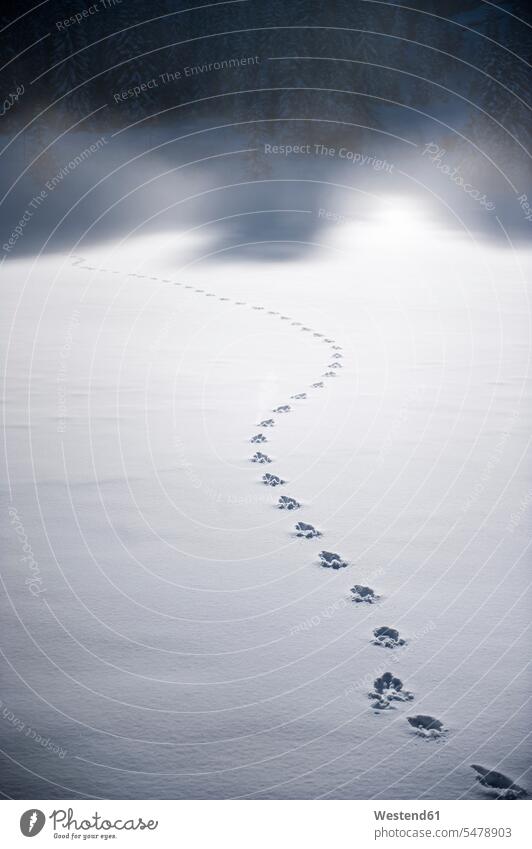 Tracks of wild animal in the snow sunlight Sunlit cold Cold Weather Cold Temperature chilly white pattern patterns animal tracks animal markings snow-covered