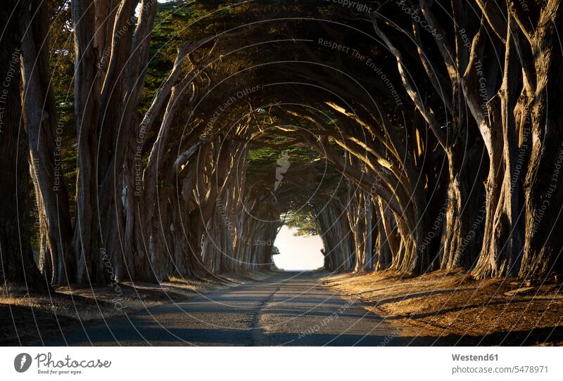 USA, California, Inverness, Treelined road in the evening Panorama empty emptiness nature natural world outdoors outdoor shots location shot location shots