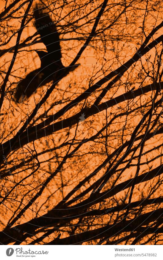 Flying crow with branches and orange sky evening light evening mood Germany Tree Trees skies crows Corvus nobody silhouette silhouettes nature natural world