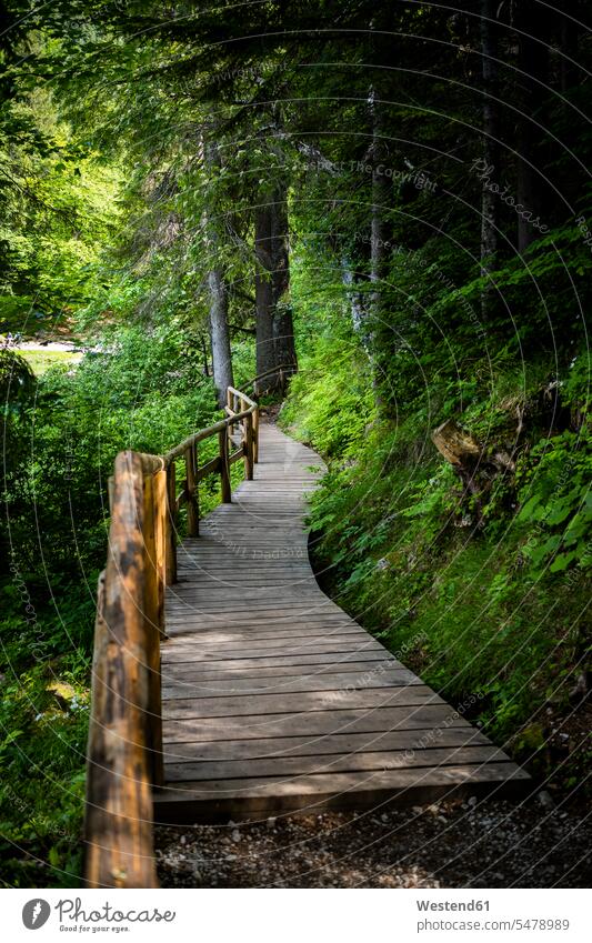 Italy, Province of Udine, Tarvisio, Forest boardwalk in Italian Alps outdoors location shots outdoor shot outdoor shots day daylight shot daylight shots