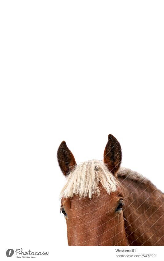 Head of horse in front of white background, partial view hear location shot location shots outdoor outdoor shot outdoor shots close up close ups close-ups
