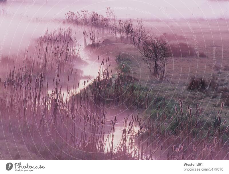 Austria, View of reeds in stream at morning nobody tide current outdoors location shot outdoor shots location shots park parks weather fog foggy misty water