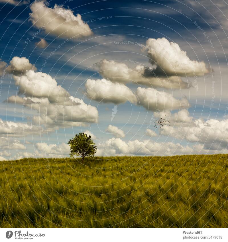 Clouds over springtime barley field with single tree growing in background outdoors location shots outdoor shot outdoor shots day daylight shot daylight shots