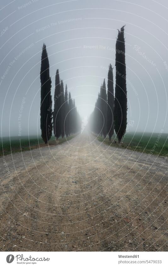 Italy, Tuscany, Rows of cypress trees along empty dirt road during foggy weather outdoors location shots outdoor shot outdoor shots day daylight shot