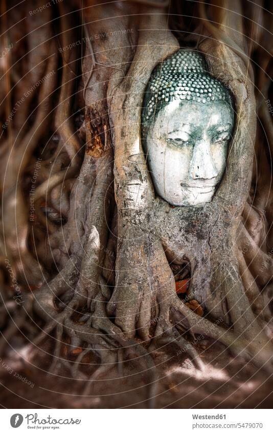 Thailand, Ayutthaya, head of sandstone Buddha between tree roots at Wat Mahathat Root Radix Roots nobody male likeness Tree Trees Buddhist Buddhistic close-up
