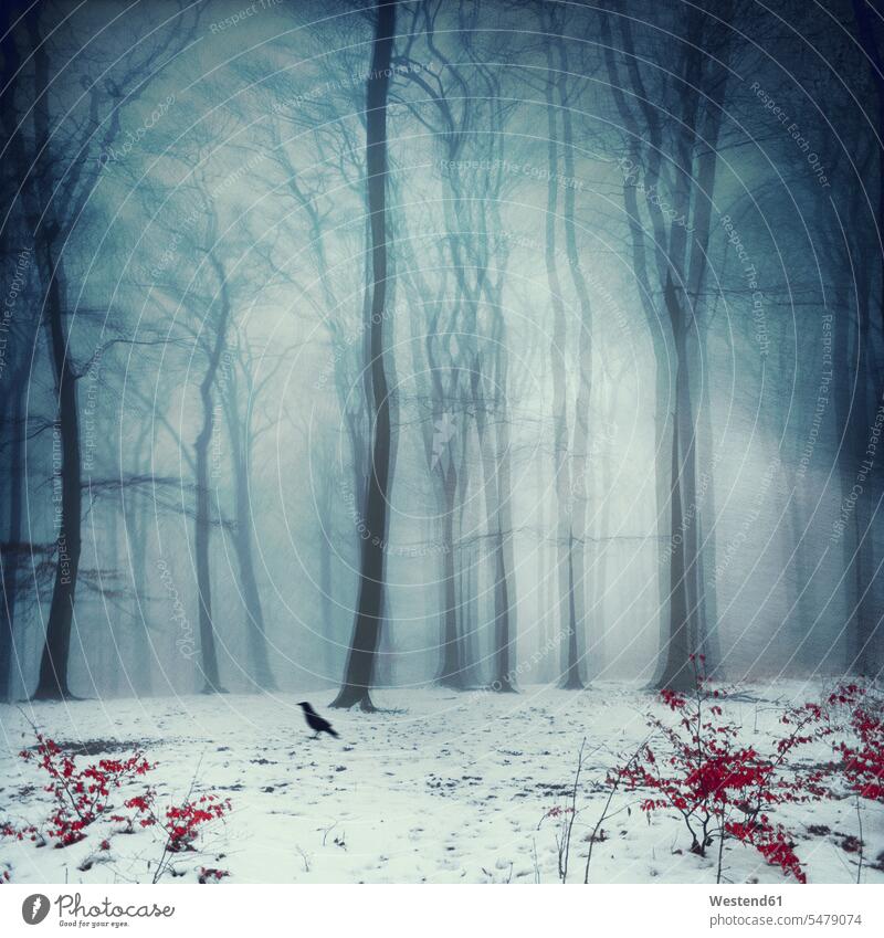Foggy winter forest, digitally manipulated landscape scenery landscapes outdoors location shot outdoor shots location shots wildlife wild life snow snow-covered