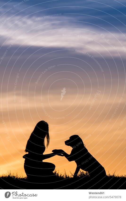 Young woman with Labrador Retriever at sunset color image colour image outdoors location shots outdoor shot outdoor shots sunsets sundown atmosphere Idyllic