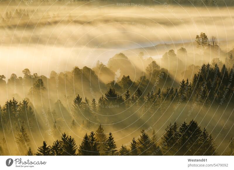 Germany, Bavaria, Aerial view of thick morning fog shrouding forest in Isarauen nature reserve outdoors location shots outdoor shot outdoor shots dawn