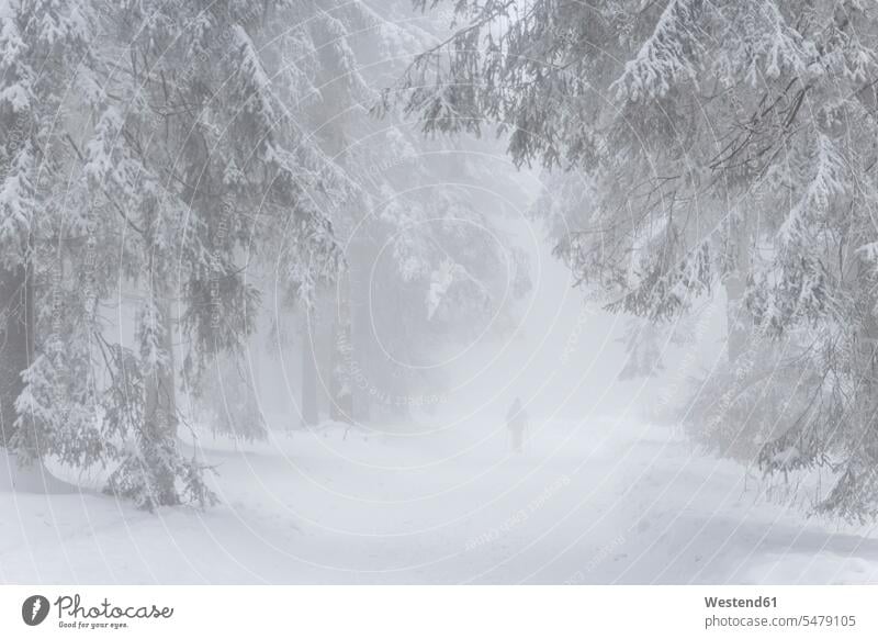 Germany, North Rhine Westphalia, Person hiking in snowy and foggy forest in Sauerland near Winterberg full length full-length full-body full body full shot