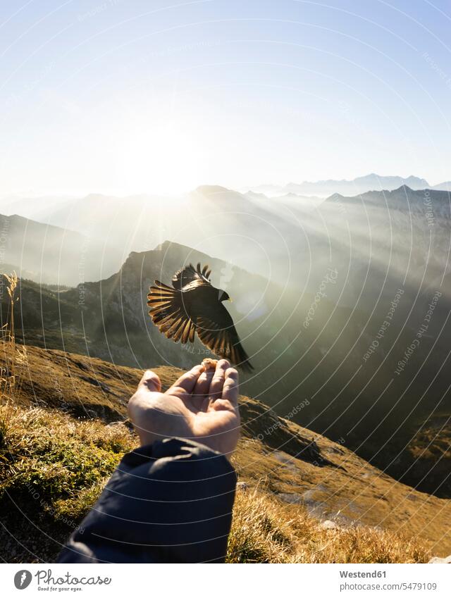 Jackdaw flying in front of hand with food, Hochplatte, Bavaria, Germany hold free Liberty skies Landscape - Nature Landscape - Scenery landscapes scenery
