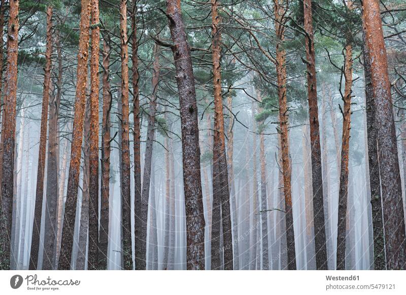 Foggy pine forest in autumn outdoors location shots outdoor shot outdoor shots day daylight shot daylight shots day shots daytime rural scene Non Urban Scene