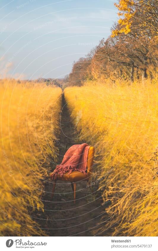 Orange chair in asparagus field in autumn mystery Inexplicable Unexplained mysterious nature natural world outdoors outdoor shots location shot location shots
