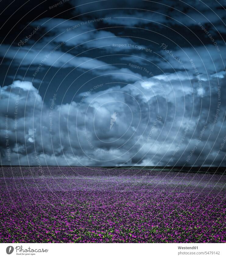 Storm clouds over vast purple poppy field outdoors location shots outdoor shot outdoor shots day daylight shot daylight shots day shots daytime weather