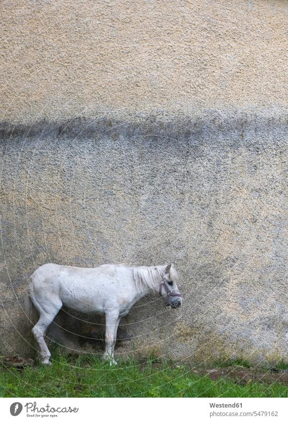 Austria, Horse in front of house wall single animal 1 one one animal monotony white standing Grass Grasses Lawn Turf walls building exterior house walls pony