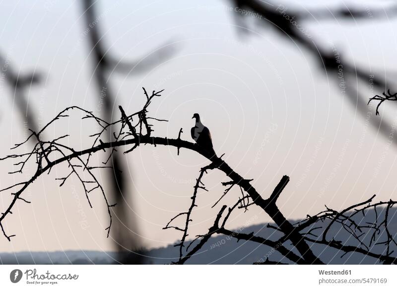 Dove perching on dead tree Germany lonely secluded Change Changes Changing Tree Trees copy space animal themes branch limb limbs branches evening mood