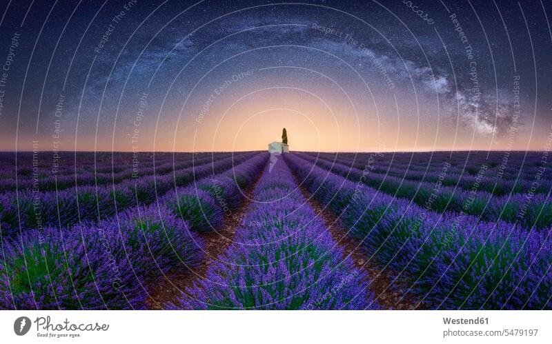 France, Alpes-de-Haute-Provence, Valensole, lavender field under milky way scenic picturesque scenics tranquility tranquillity Calmness idyllic quaint