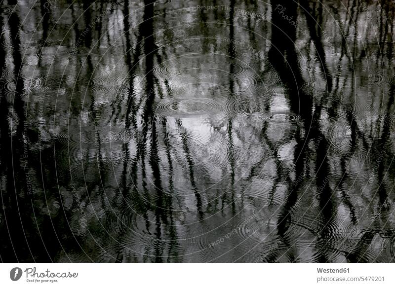 Reflection of bare trees on water surface at rainy day hibernal liquids drops Move Movement moving water surface area water drops raining location shot