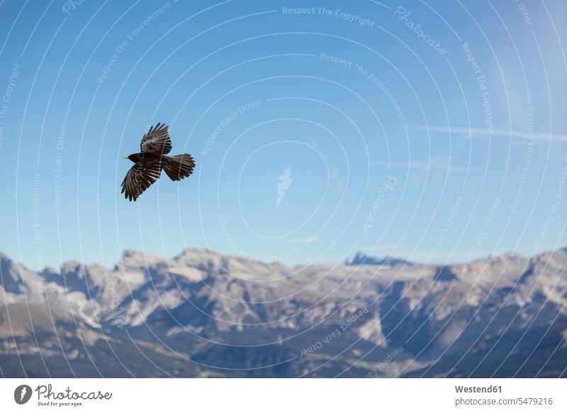 Italy, Dolomites, flying alpine chough, Pyrrhocorax graculus vastness wide Broad Far copy space wideness flight flights wildlife Animal Wildlife wild life