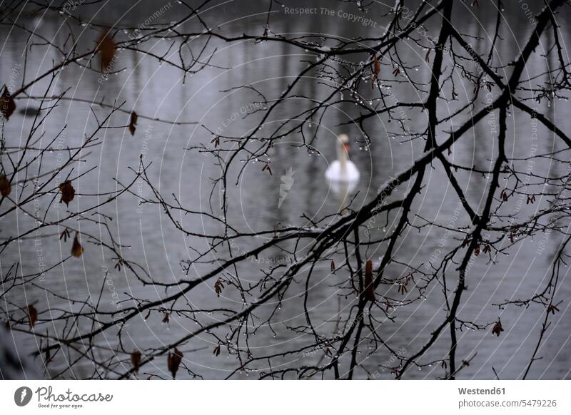 a white swan on a lake in winter, branches with raindrops in the foreground swimming day daylight shot daylight shots day shots daytime animal themes Tree Trees