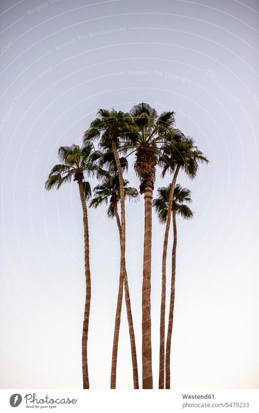 USA, California, Palm Springs, group of palm trees under blue sky high treetop treetops Crown Crowns Palm Trees Palms copy space Tree Trunk Tree Trunks