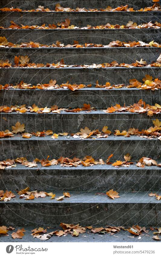 Germany, Stone steps covered in fallen autumn leaves outdoors location shots outdoor shot outdoor shots day daylight shot daylight shots day shots daytime Leaf