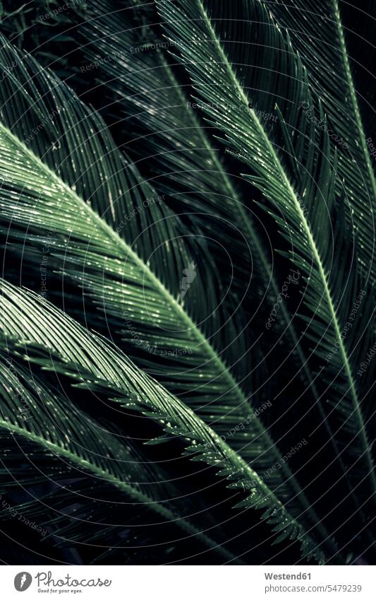 Close-up of leaves of a sago palm, Cycas Revoluta focus on foreground Focus In The Foreground focus on the foreground copy space beauty of nature