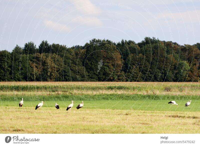 Seven storks foraging Bird Stork White Stork sieving 7 group Young storks Meadow Field Nature Landscape Foraging late summer Tree shrub Sky Exterior shot Animal