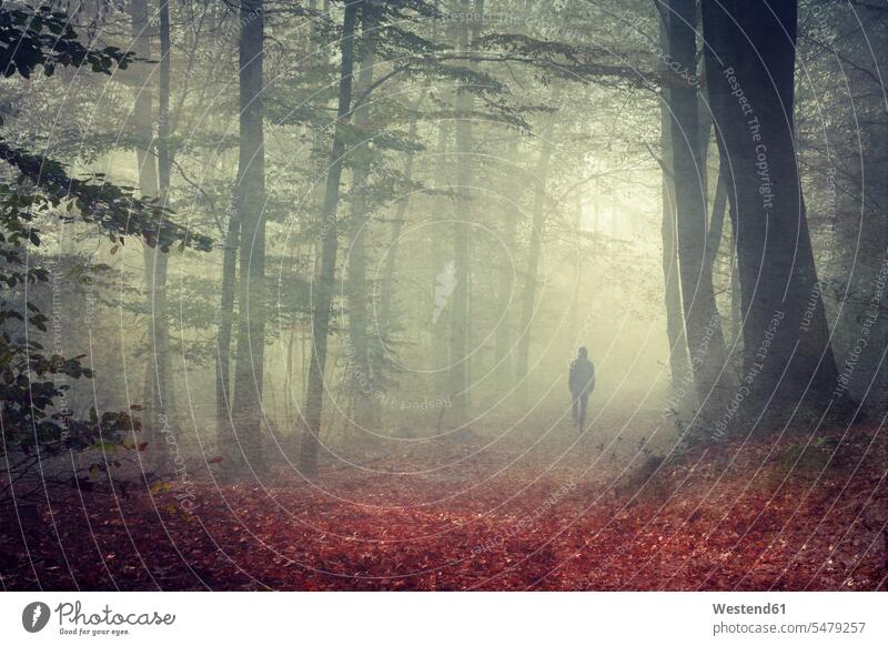 Man walking on forest track at haze caucasian european caucasian ethnicity caucasian appearance forest walk tranquility tranquillity Deciduous Tree