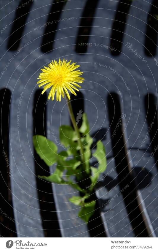 Germany, Bavaria, Dandelion growing through grid focus on foreground blurred focus on the foreground fragility fragile simplicity simple beauty beautiful